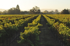 Trip to Purple Wine + Spirits